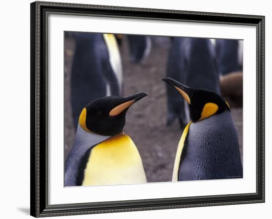 Two King Penguins Face to Face, (Aptenodytes Patagoni) South Georgia-Lynn M. Stone-Framed Photographic Print