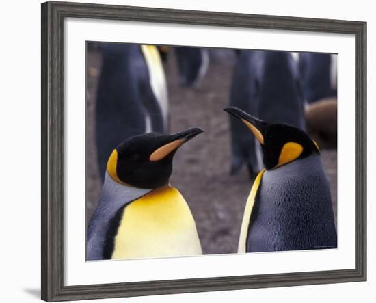 Two King Penguins Face to Face, (Aptenodytes Patagoni) South Georgia-Lynn M. Stone-Framed Photographic Print