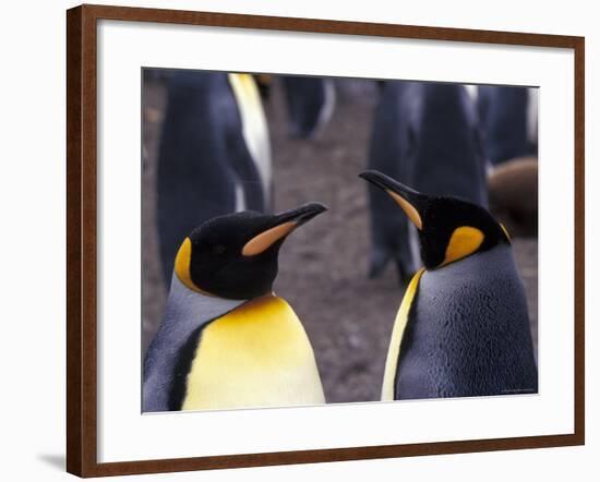 Two King Penguins Face to Face, (Aptenodytes Patagoni) South Georgia-Lynn M. Stone-Framed Photographic Print