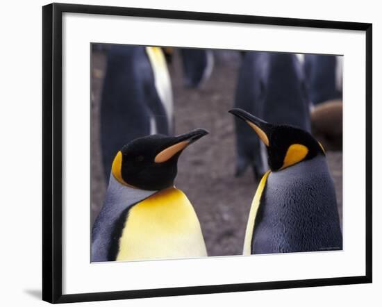 Two King Penguins Face to Face, (Aptenodytes Patagoni) South Georgia-Lynn M. Stone-Framed Photographic Print