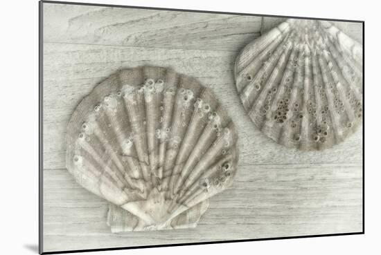 Two King Scallop Shells-Cora Niele-Mounted Photographic Print