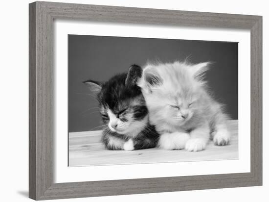 Two Kittens Asleep-null-Framed Photographic Print