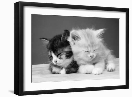 Two Kittens Asleep-null-Framed Photographic Print