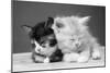 Two Kittens Asleep-null-Mounted Photographic Print