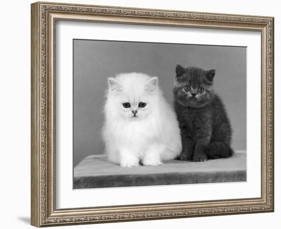 Two Kittens One a White Chinchilla the Other a British Shorthair Blue-Thomas Fall-Framed Photographic Print