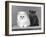 Two Kittens One a White Chinchilla the Other a British Shorthair Blue-Thomas Fall-Framed Photographic Print