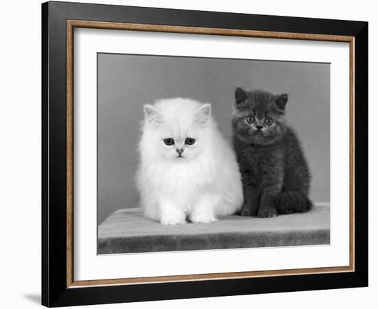 Two Kittens One a White Chinchilla the Other a British Shorthair Blue-Thomas Fall-Framed Photographic Print