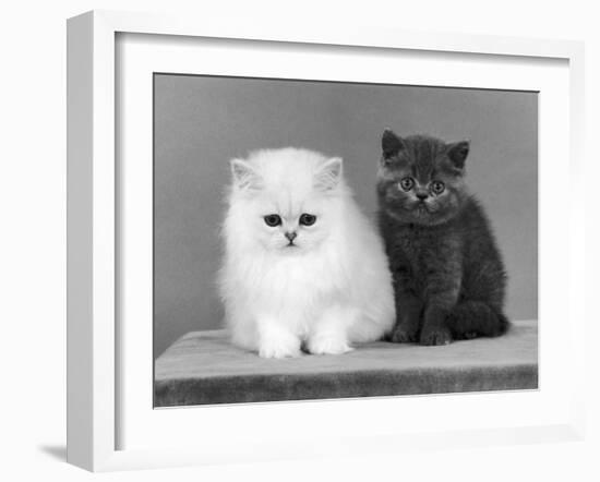 Two Kittens One a White Chinchilla the Other a British Shorthair Blue-Thomas Fall-Framed Photographic Print