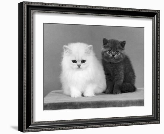 Two Kittens One a White Chinchilla the Other a British Shorthair Blue-Thomas Fall-Framed Photographic Print