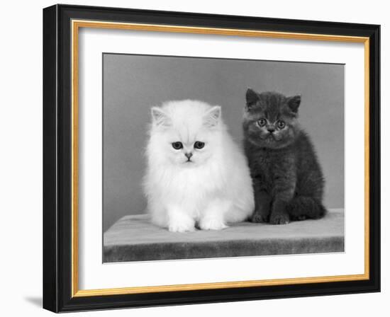 Two Kittens One a White Chinchilla the Other a British Shorthair Blue-Thomas Fall-Framed Photographic Print