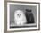 Two Kittens One a White Chinchilla the Other a British Shorthair Blue-Thomas Fall-Framed Photographic Print