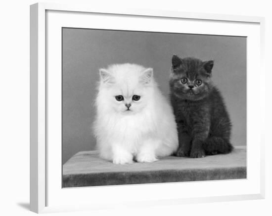 Two Kittens One a White Chinchilla the Other a British Shorthair Blue-Thomas Fall-Framed Photographic Print