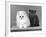 Two Kittens One a White Chinchilla the Other a British Shorthair Blue-Thomas Fall-Framed Photographic Print