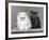 Two Kittens One a White Chinchilla the Other a British Shorthair Blue-Thomas Fall-Framed Photographic Print