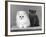 Two Kittens One a White Chinchilla the Other a British Shorthair Blue-Thomas Fall-Framed Photographic Print