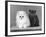 Two Kittens One a White Chinchilla the Other a British Shorthair Blue-Thomas Fall-Framed Photographic Print