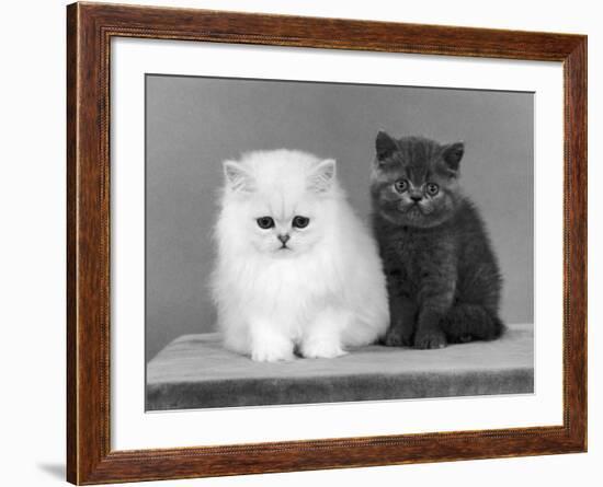 Two Kittens One a White Chinchilla the Other a British Shorthair Blue-Thomas Fall-Framed Photographic Print