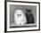 Two Kittens One a White Chinchilla the Other a British Shorthair Blue-Thomas Fall-Framed Photographic Print