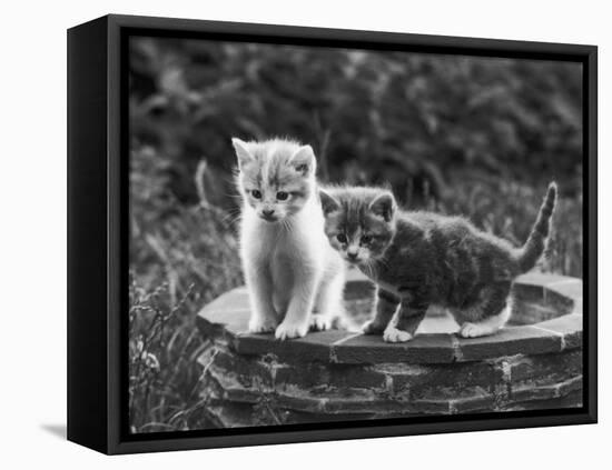 Two Kittens Stand in a Bird Bath Watching Something in the Grass-Thomas Fall-Framed Premier Image Canvas