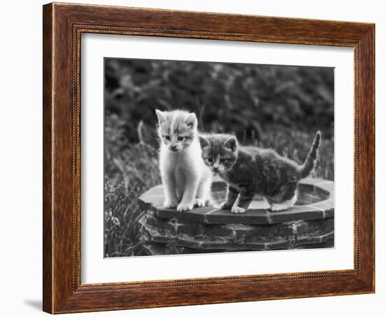 Two Kittens Stand in a Bird Bath Watching Something in the Grass-Thomas Fall-Framed Photographic Print