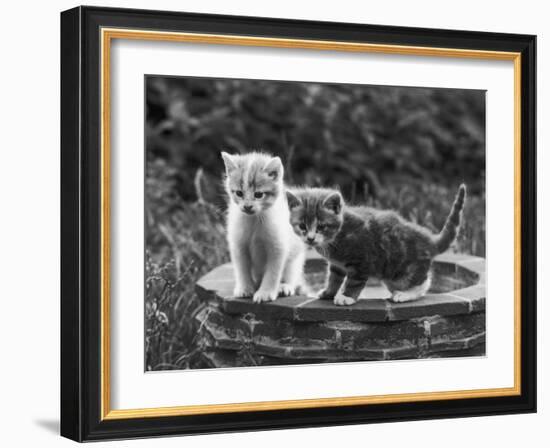 Two Kittens Stand in a Bird Bath Watching Something in the Grass-Thomas Fall-Framed Photographic Print