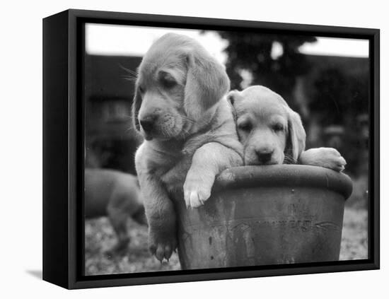 Two Labrador Puppies in a Flowerpot-Henry Grant-Framed Premier Image Canvas