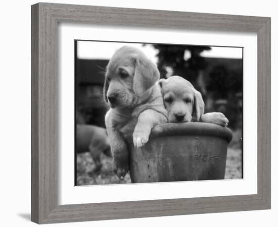 Two Labrador Puppies in a Flowerpot-Henry Grant-Framed Photographic Print