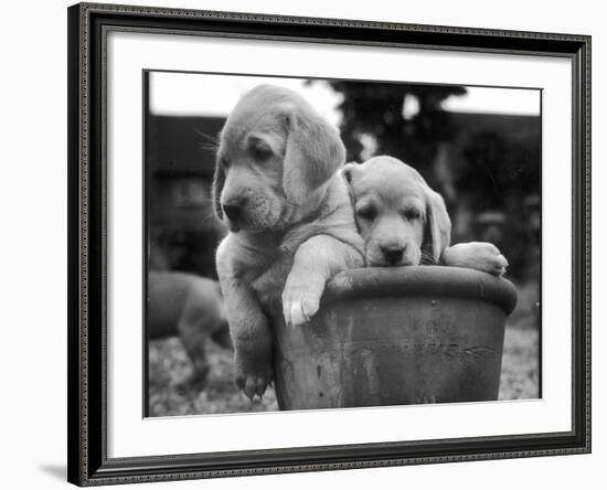 Two Labrador Puppies in a Flowerpot-Henry Grant-Framed Photographic Print