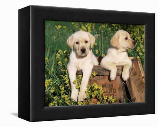 Two Labrador Retriever Puppies, USA-Lynn M. Stone-Framed Premier Image Canvas