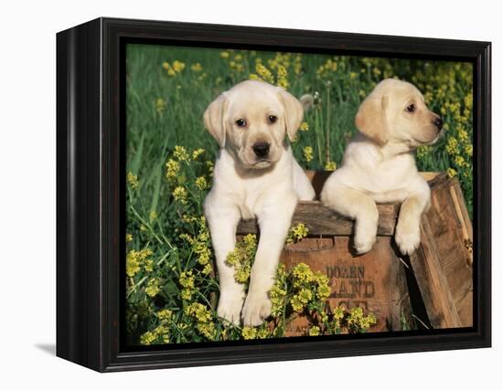 Two Labrador Retriever Puppies, USA-Lynn M. Stone-Framed Premier Image Canvas