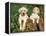 Two Labrador Retriever Puppies, USA-Lynn M. Stone-Framed Premier Image Canvas