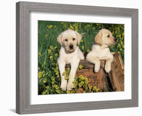 Two Labrador Retriever Puppies, USA-Lynn M. Stone-Framed Photographic Print