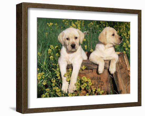 Two Labrador Retriever Puppies, USA-Lynn M. Stone-Framed Photographic Print