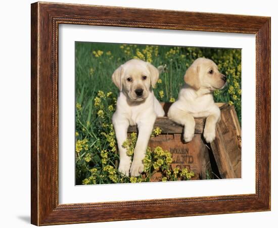 Two Labrador Retriever Puppies, USA-Lynn M. Stone-Framed Photographic Print