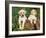 Two Labrador Retriever Puppies, USA-Lynn M. Stone-Framed Photographic Print