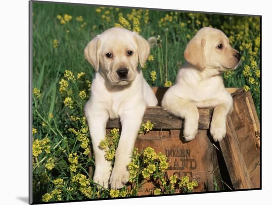 Two Labrador Retriever Puppies, USA-Lynn M. Stone-Mounted Photographic Print