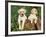 Two Labrador Retriever Puppies, USA-Lynn M. Stone-Framed Photographic Print