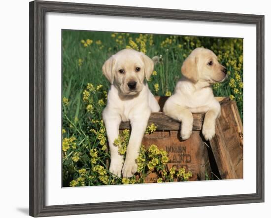 Two Labrador Retriever Puppies, USA-Lynn M. Stone-Framed Photographic Print