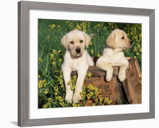 Two Labrador Retriever Puppies, USA-Lynn M. Stone-Framed Photographic Print