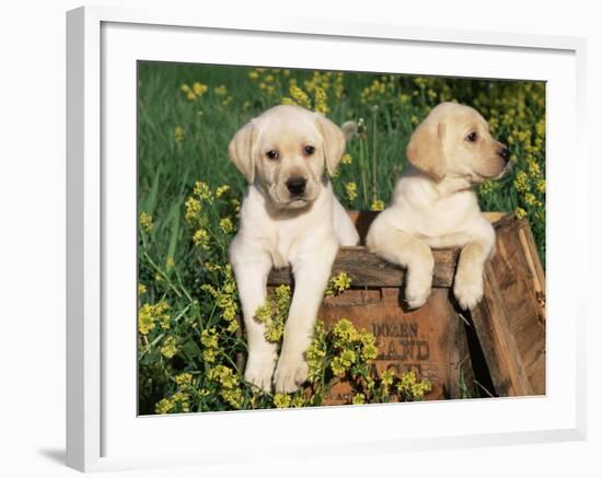 Two Labrador Retriever Puppies, USA-Lynn M. Stone-Framed Photographic Print