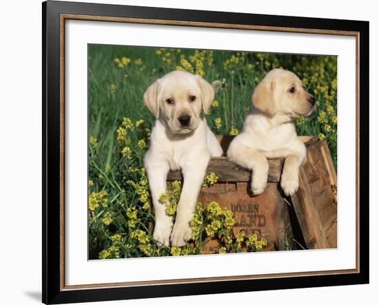 Two Labrador Retriever Puppies, USA-Lynn M. Stone-Framed Photographic Print