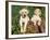 Two Labrador Retriever Puppies, USA-Lynn M. Stone-Framed Photographic Print