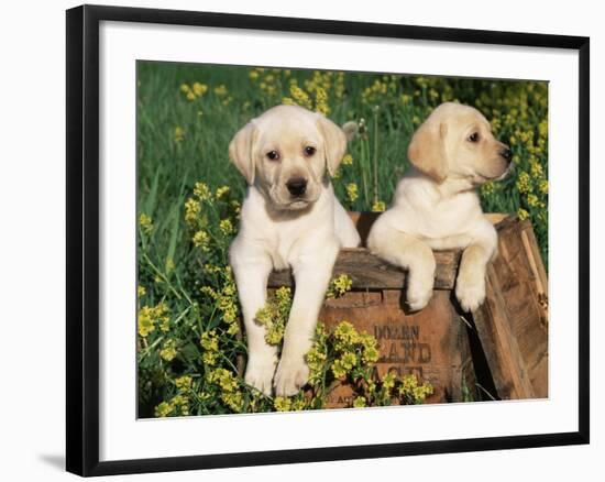 Two Labrador Retriever Puppies, USA-Lynn M. Stone-Framed Photographic Print