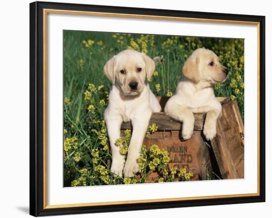 Two Labrador Retriever Puppies, USA-Lynn M. Stone-Framed Photographic Print