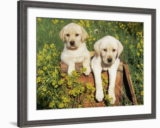 Two Labrador Retriever Puppies, USA-Lynn M. Stone-Framed Photographic Print
