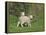 Two Lambs in June, Shetland Islands, Scotland, UK, Europe-David Tipling-Framed Premier Image Canvas