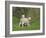 Two Lambs in June, Shetland Islands, Scotland, UK, Europe-David Tipling-Framed Photographic Print