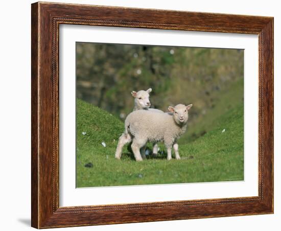 Two Lambs in June, Shetland Islands, Scotland, UK, Europe-David Tipling-Framed Photographic Print