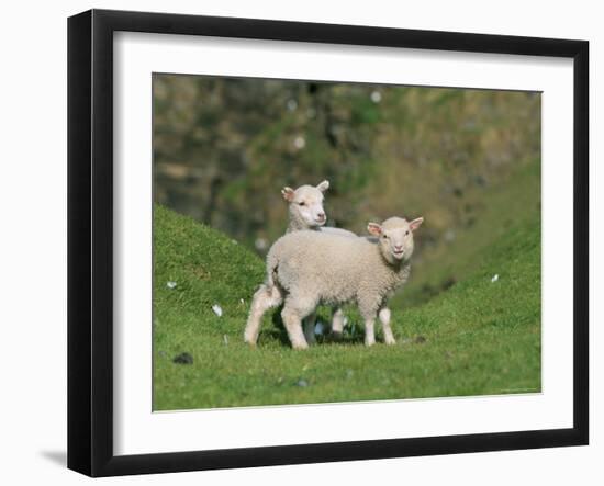 Two Lambs in June, Shetland Islands, Scotland, UK, Europe-David Tipling-Framed Photographic Print