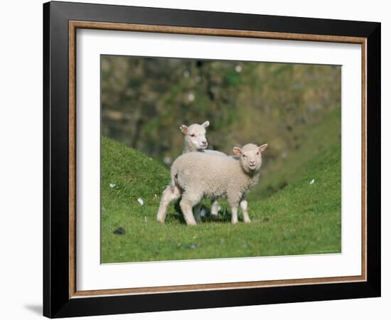 Two Lambs in June, Shetland Islands, Scotland, UK, Europe-David Tipling-Framed Photographic Print